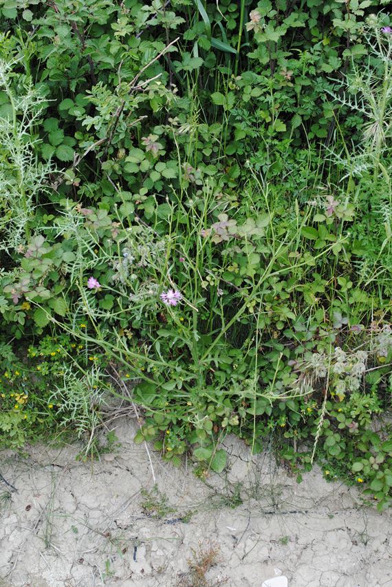 Centaurea napifolia in Molise